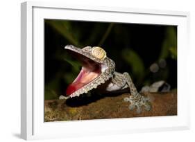 Giant Leaf-Tailed Gecko, Uroplatus Fimbriatus, Nosy Mangabe Reserve, Madagascar. Angry Gecko with O-Artush-Framed Photographic Print