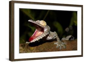 Giant Leaf-Tailed Gecko, Uroplatus Fimbriatus, Nosy Mangabe Reserve, Madagascar. Angry Gecko with O-Artush-Framed Photographic Print