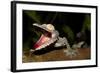 Giant Leaf-Tailed Gecko, Uroplatus Fimbriatus, Nosy Mangabe Reserve, Madagascar. Angry Gecko with O-Artush-Framed Photographic Print