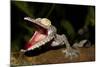 Giant Leaf-Tailed Gecko, Uroplatus Fimbriatus, Nosy Mangabe Reserve, Madagascar. Angry Gecko with O-Artush-Mounted Photographic Print