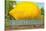 Giant Lemon on Flatbed, Florida-null-Stretched Canvas