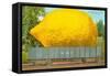 Giant Lemon on Flatbed, Florida-null-Framed Stretched Canvas