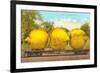 Giant Lemons on Flatbed-null-Framed Premium Giclee Print