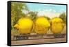 Giant Lemons on Flatbed-null-Framed Stretched Canvas