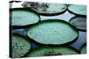 Giant Lily Pads in the Amazon-Nina B-Stretched Canvas