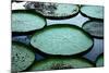 Giant Lily Pads in the Amazon-Nina B-Mounted Photographic Print