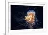 Giant Lion's Mane-Alexander Semenov-Framed Photographic Print