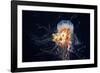 Giant Lion's Mane-Alexander Semenov-Framed Photographic Print