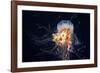 Giant Lion's Mane-Alexander Semenov-Framed Photographic Print