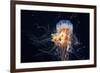 Giant Lion's Mane-Alexander Semenov-Framed Photographic Print