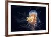 Giant Lion's Mane-Alexander Semenov-Framed Photographic Print