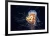 Giant Lion's Mane-Alexander Semenov-Framed Photographic Print