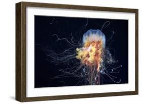 Giant Lion's Mane-Alexander Semenov-Framed Photographic Print