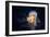 Giant Lion's Mane-Alexander Semenov-Framed Photographic Print