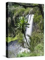 Giant Lobelia in Aberdare National Park, Kenya-Martin Zwick-Stretched Canvas