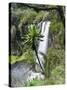 Giant Lobelia in Aberdare National Park, Kenya-Martin Zwick-Stretched Canvas