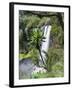 Giant Lobelia in Aberdare National Park, Kenya-Martin Zwick-Framed Premium Photographic Print