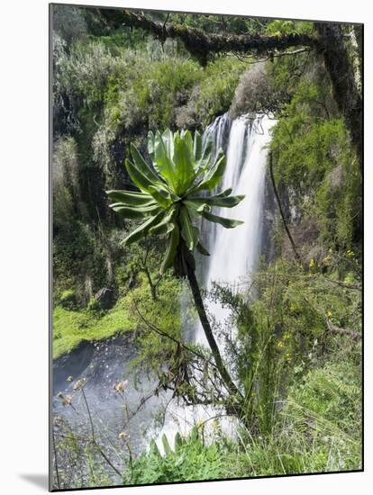 Giant Lobelia in Aberdare National Park, Kenya-Martin Zwick-Mounted Premium Photographic Print