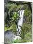 Giant Lobelia in Aberdare National Park, Kenya-Martin Zwick-Mounted Premium Photographic Print