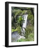 Giant Lobelia in Aberdare National Park, Kenya-Martin Zwick-Framed Photographic Print