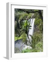 Giant Lobelia in Aberdare National Park, Kenya-Martin Zwick-Framed Photographic Print