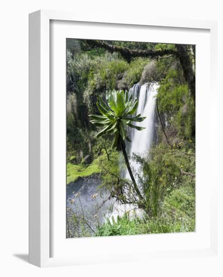 Giant Lobelia in Aberdare National Park, Kenya-Martin Zwick-Framed Photographic Print