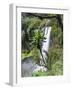 Giant Lobelia in Aberdare National Park, Kenya-Martin Zwick-Framed Photographic Print