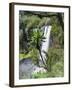 Giant Lobelia in Aberdare National Park, Kenya-Martin Zwick-Framed Photographic Print