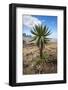 Giant Lobelia (Lobelia Rhynchopetalum) Simien Mountains National Park-Constantinos Petrinos-Framed Photographic Print