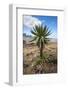 Giant Lobelia (Lobelia Rhynchopetalum) Simien Mountains National Park-Constantinos Petrinos-Framed Photographic Print