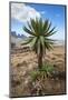 Giant Lobelia (Lobelia Rhynchopetalum) Simien Mountains National Park-Constantinos Petrinos-Mounted Photographic Print