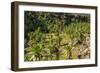 Giant Lobelia (Lobelia Rhynchopetalum)-Gabrielle and Michel Therin-Weise-Framed Photographic Print