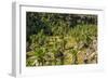 Giant Lobelia (Lobelia Rhynchopetalum)-Gabrielle and Michel Therin-Weise-Framed Photographic Print