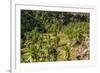 Giant Lobelia (Lobelia Rhynchopetalum)-Gabrielle and Michel Therin-Weise-Framed Photographic Print