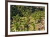 Giant Lobelia (Lobelia Rhynchopetalum)-Gabrielle and Michel Therin-Weise-Framed Photographic Print