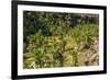 Giant Lobelia (Lobelia Rhynchopetalum)-Gabrielle and Michel Therin-Weise-Framed Photographic Print