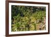 Giant Lobelia (Lobelia Rhynchopetalum)-Gabrielle and Michel Therin-Weise-Framed Photographic Print