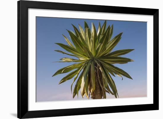 Giant Lobelia (Lobelia Rhynchopetalum)-Gabrielle and Michel Therin-Weise-Framed Photographic Print