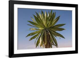 Giant Lobelia (Lobelia Rhynchopetalum)-Gabrielle and Michel Therin-Weise-Framed Photographic Print