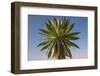 Giant Lobelia (Lobelia Rhynchopetalum)-Gabrielle and Michel Therin-Weise-Framed Photographic Print