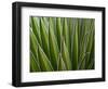 Giant Lobelia (Lobelia telekii) leaves of the rosette. Mount Kenya National Park, Kenya, Africa.-Martin Zwick-Framed Photographic Print