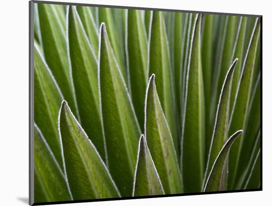 Giant Lobelia (Lobelia telekii) leaves of the rosette. Mount Kenya National Park, Kenya, Africa.-Martin Zwick-Mounted Photographic Print