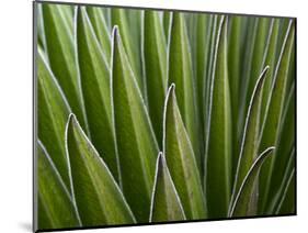 Giant Lobelia (Lobelia telekii) leaves of the rosette. Mount Kenya National Park, Kenya, Africa.-Martin Zwick-Mounted Photographic Print