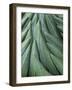 Giant Lobelia (Lobelia telekii) rosette of leaves, Mount Kenya National Park, Kenya, Africa.-Martin Zwick-Framed Photographic Print