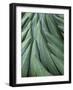 Giant Lobelia (Lobelia telekii) rosette of leaves, Mount Kenya National Park, Kenya, Africa.-Martin Zwick-Framed Photographic Print