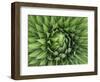 Giant Lobelia (Lobelia telekii) rosette of leaves, Mount Kenya National Park, Kenya, Africa.-Martin Zwick-Framed Photographic Print