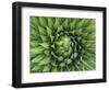 Giant Lobelia (Lobelia telekii) rosette of leaves, Mount Kenya National Park, Kenya, Africa.-Martin Zwick-Framed Photographic Print