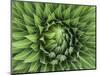 Giant Lobelia (Lobelia telekii) rosette of leaves, Mount Kenya National Park, Kenya, Africa.-Martin Zwick-Mounted Photographic Print