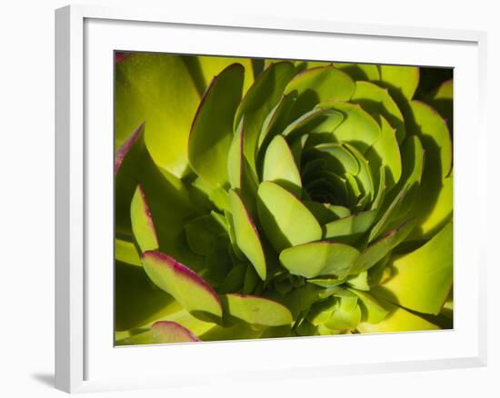 Giant Lobelia Plant Close-up-Anna Miller-Framed Photographic Print