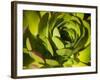 Giant Lobelia Plant Close-up-Anna Miller-Framed Photographic Print